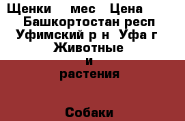 Щенки  2 мес › Цена ­ 200 - Башкортостан респ., Уфимский р-н, Уфа г. Животные и растения » Собаки   . Башкортостан респ.